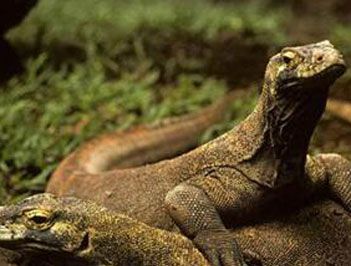 世界上现存最大的蜥蜴是什么?