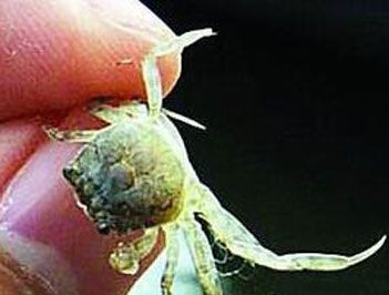 世界上最小的螃蟹是什么？