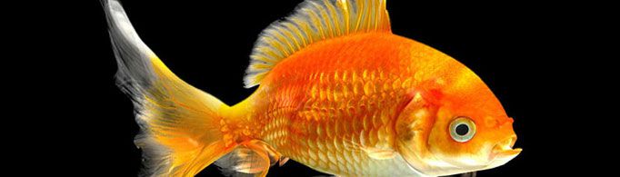 如何判断鱼的年龄?