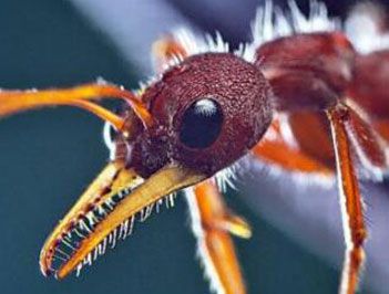 世界上最大的蚂蚁是什么?