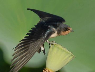 世界上飞得最快的是哪种动物?