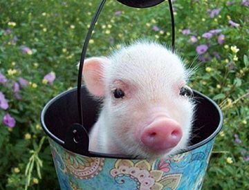 猪能看到天空吗?