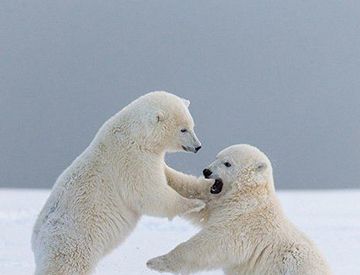 北极熊都是左撇子吗?