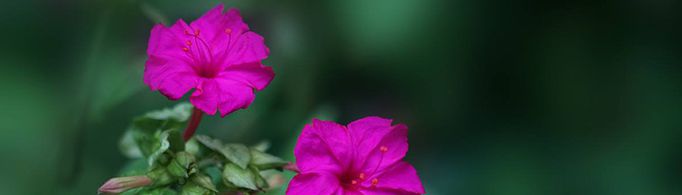 夜来香为什么要夜晚才散发香味？