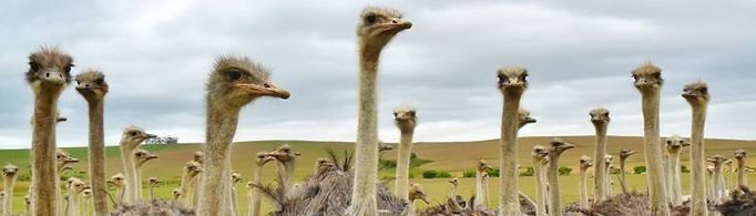 世界上最大的鸟是哪种鸟？