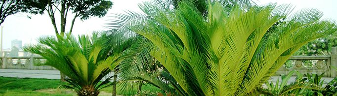 铁树真的是千年一开花吗？