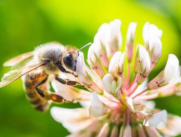 先有花朵还是先有采花的蜜蜂？