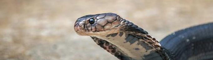 毒蛇如果咬到自己的舌头会怎样？