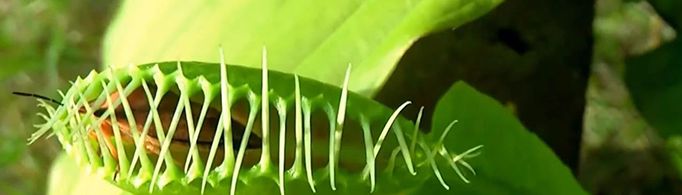 植物也会吃肉吗？