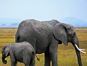 大象能跳起来吗？