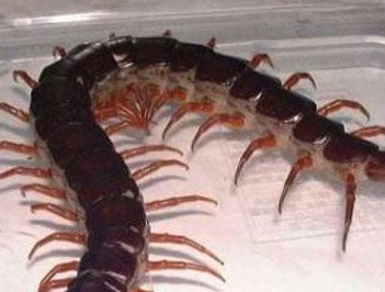 世界上最毒的蜈蚣是什么？