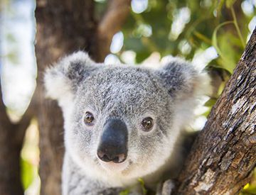 树袋熊是不是熊？
