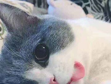 咬舌自尽是真的能死人吗？