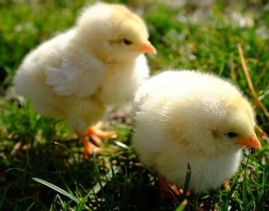 养鸡场的鸡真的是激素催大的吗？