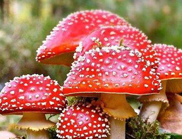鲜艳的蘑菇都是有毒的吗？