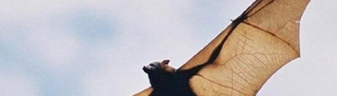 马来大狐蝠吃什么？