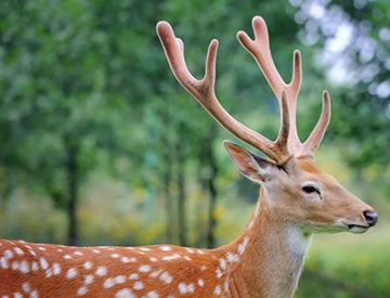 动物园给梅花鹿割角是为了割鹿茸去卖吗？