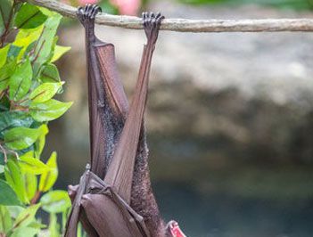 世界上最大的蝙蝠是什么？