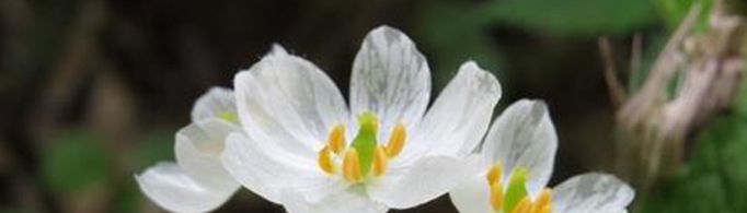 日本的一种花淋雨后会变透明，是什么原理？