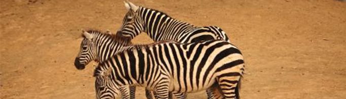 为什么天气越热斑马的条纹越多？