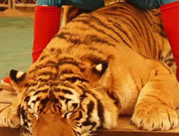 与人关系紧密的动物会进化的一代比一代聪明吗？