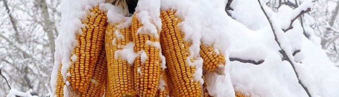 为什么说瑞雪兆丰年？