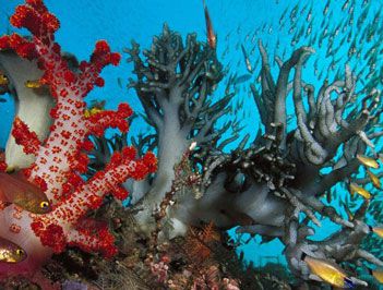 世界上最深的海是什么海？