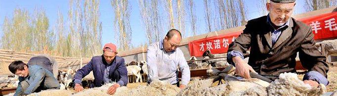 剪羊毛会对绵羊有伤害吗？