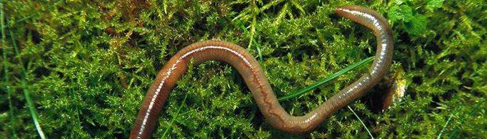 所有蚯蚓被切断后都可以再生吗？