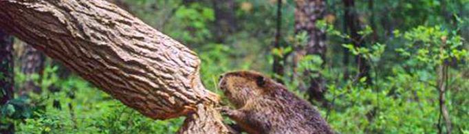 河狸会被自己啃倒的树砸死吗？