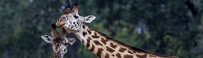 长颈鹿为什么血压高?