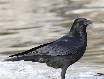 动物之间会认脸吗？