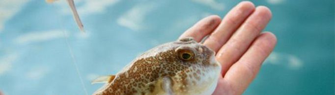 河豚会被自己的毒素毒死吗？