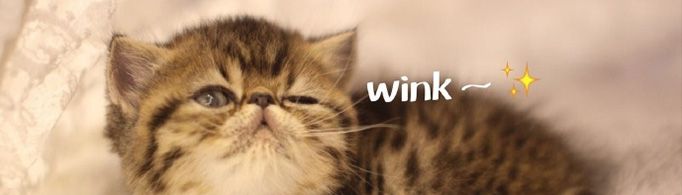 wink是什么梗？