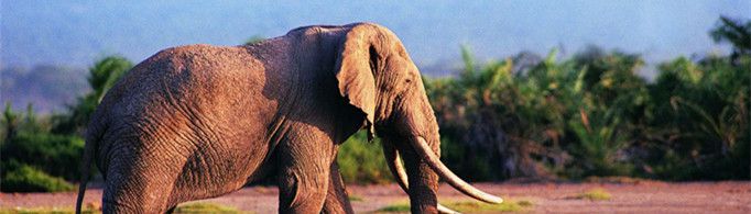 大象为什么不会跳？