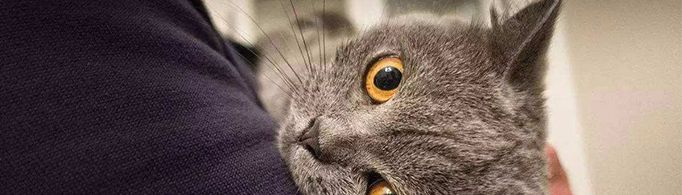 为什么猫在做绝育手术时要滴眼药水？