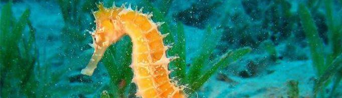 为什么海马尾巴的横截面是方形的？