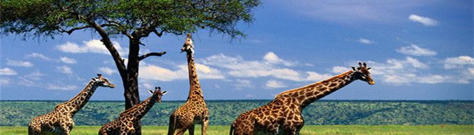 为什么长颈鹿没声带？