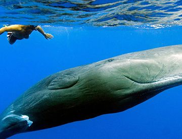 龙涎香是鲸鱼的屎吗？