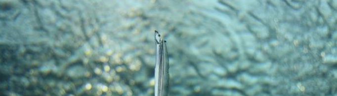 带鱼在水中为什么要立着？