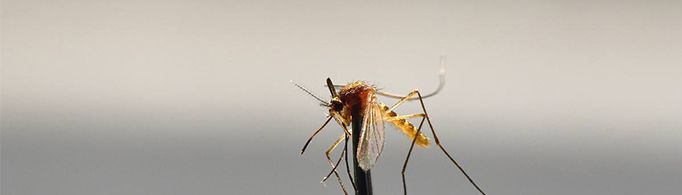 蚊子真的有偏爱的血型吗？