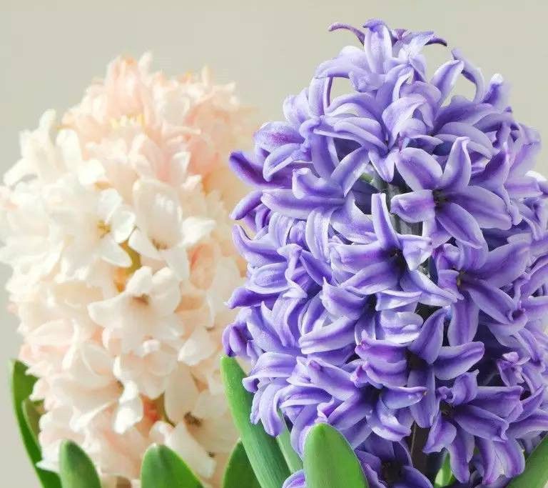 风信子一年开几次花？