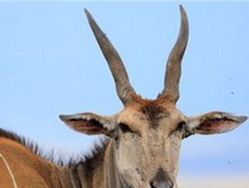 世界上最大的羊是什么？