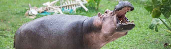 为什么河马可以靠自己的汗液防晒？