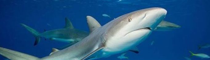 为什么把鲨鱼翻过来它会进入昏睡状态？