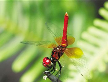 世界上最小的蜻蜓是什么？