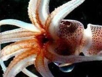 世界上最小的乌贼是什么？