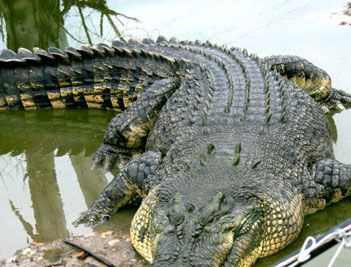 世界上最大的鳄鱼是什么？