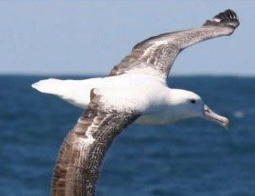 世界上翅膀最大的鸟是什么？