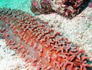 世界上最大的海参是什么？